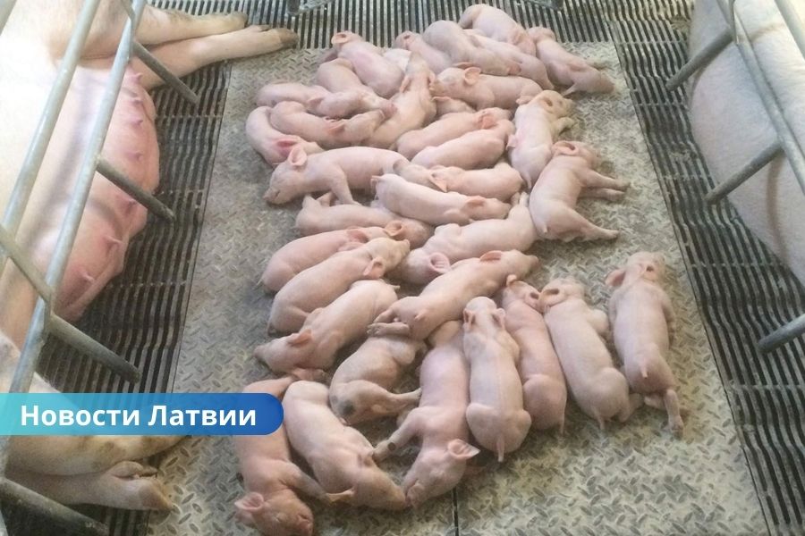 В Латвии пересмотрены зоны риска африканской чумы свиней: изменения коснулись сразу нескольких краёв.