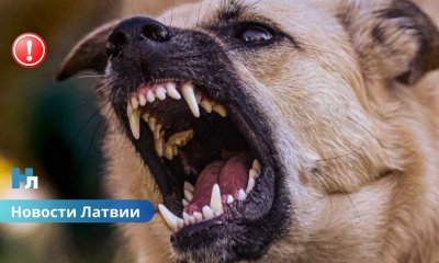 На медсестру напали собаки: после вызова ей потребовались четыре операции.