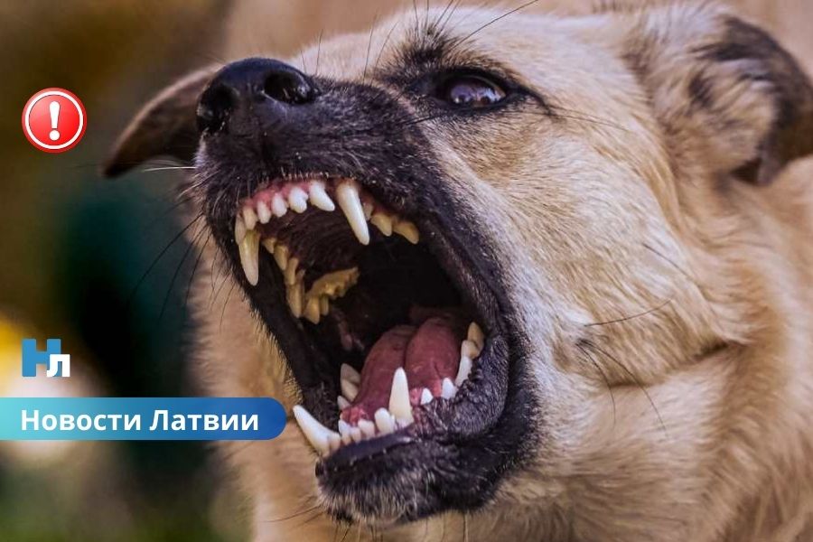 На медсестру напали собаки: после вызова ей потребовались четыре операции.