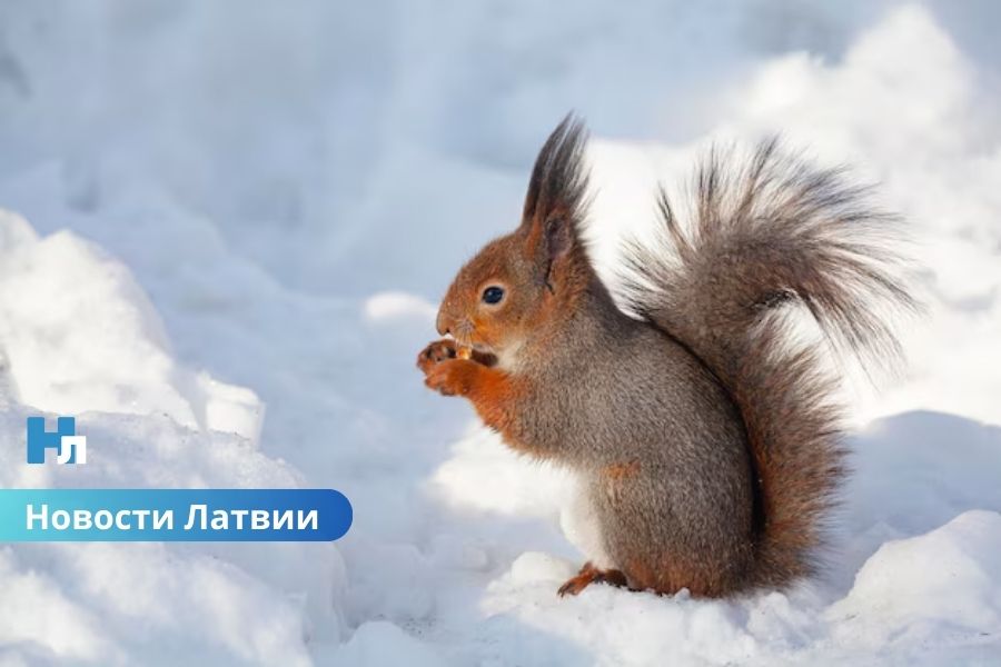 Синоптики рассказали когда ждать зиму.