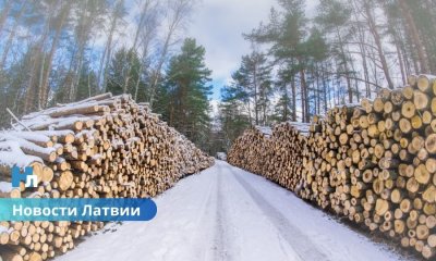 Налог на природу растёт: торф подорожает в пять раз, вводится сбор на необработанную древесину.