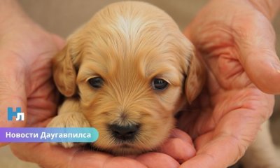 В Даугавпилсе мужчину приговорили к 10 месяцам тюрьмы за жестокое обращение с щенком.