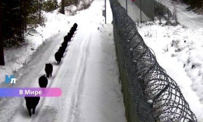 Кабаны у границы: камера зафиксировала необычную прогулку вдоль пограничного забора.