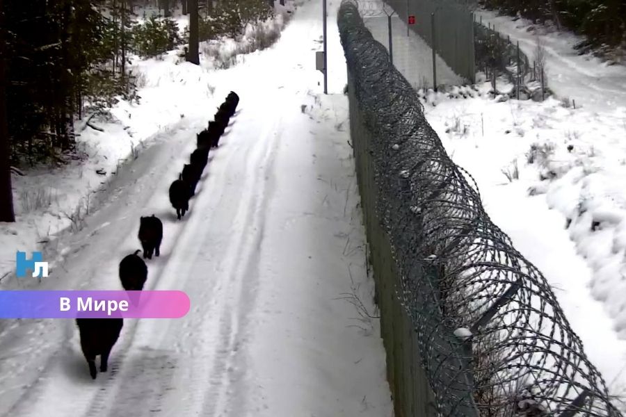 Кабаны у границы: камера зафиксировала необычную прогулку вдоль пограничного забора.