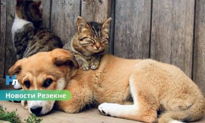 🐾 В Резекне около 60 животных ждут новых хозяев: приют обращается к жителям.