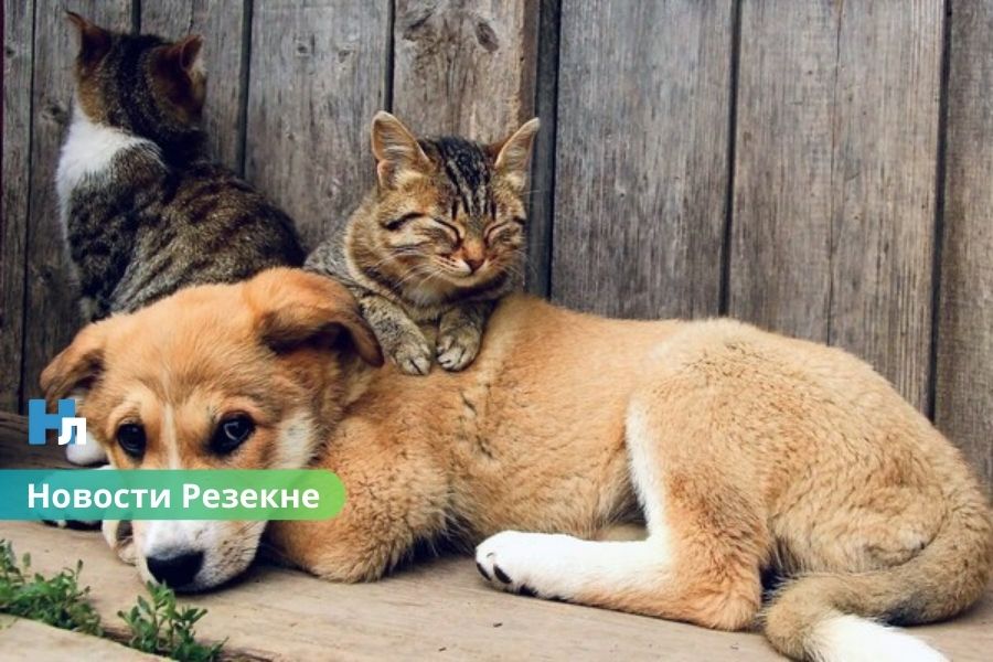 🐾 В Резекне около 60 животных ждут новых хозяев: приют обращается к жителям.