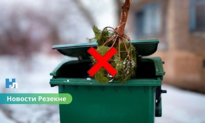 Что делать с елкой после праздников: важное напоминание жителям Резекне.