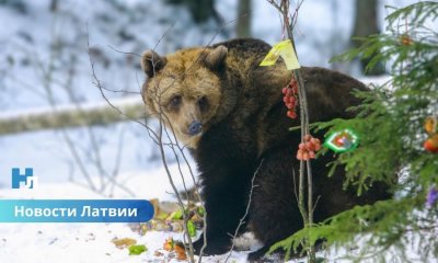 Торжество в лесу: медведица Илзите из природного заповедника Лигатне отмечает 25-летний юбилей.