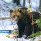 Торжество в лесу: медведица Илзите из природного заповедника Лигатне отмечает 25-летний юбилей.