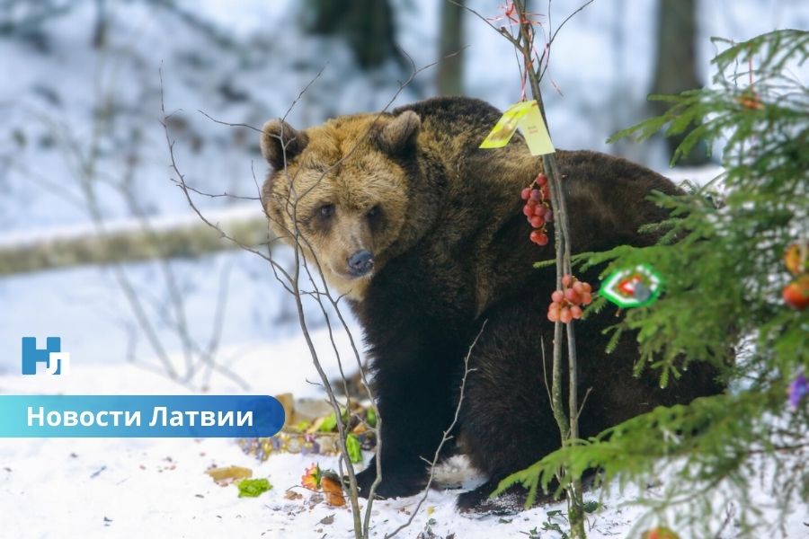 Торжество в лесу: медведица Илзите из природного заповедника Лигатне отмечает 25-летний юбилей.