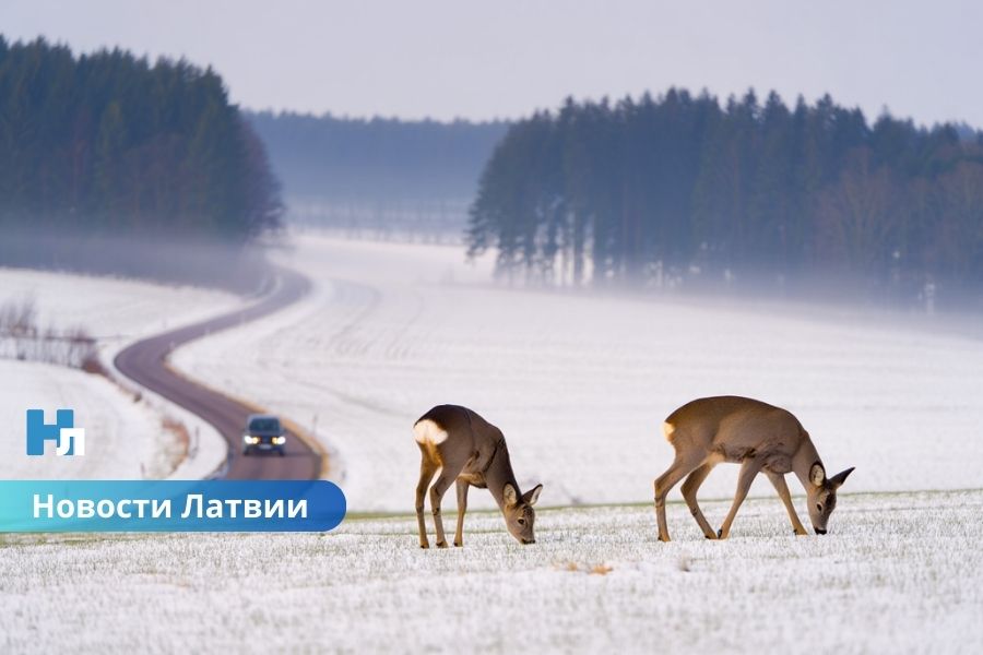 Мороз крепчает: синоптики предупреждают о самой холодной неделе в Латвии с января 2024 года.