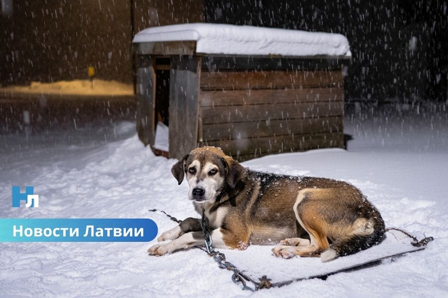 Арктический холод на подходе: в Латвии прогнозируют морозы до −30 градусов,.