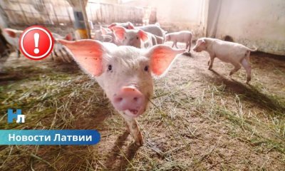 🔴 В Латвии выявлена вспышка АЧС: под угрозой более 22 тысяч свиней.