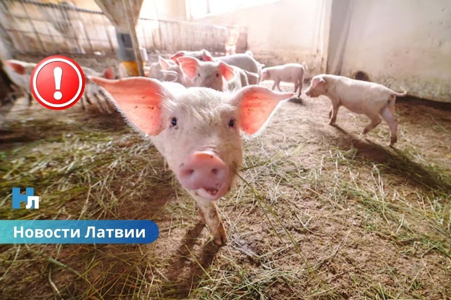 🔴 В Латвии выявлена вспышка АЧС: под угрозой более 22 тысяч свиней.