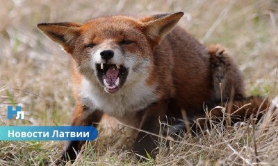 Вакцины с воздуха: как Латвия продолжит защиту от бешенства до 2028 года.