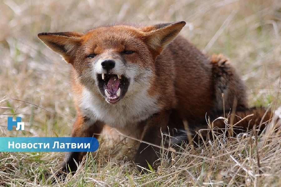 Вакцины с воздуха: как Латвия продолжит защиту от бешенства до 2028 года.