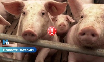 Крупнейшая ликвидация свиней из-за АЧС: что происходит на ферме в Латвии.