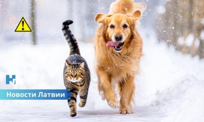 Снег, мокрый снег и гололёд: новая зона осадков накроет Латвию 23 февраля.