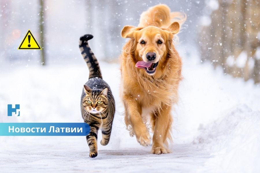 Снег, мокрый снег и гололёд: новая зона осадков накроет Латвию 23 февраля.