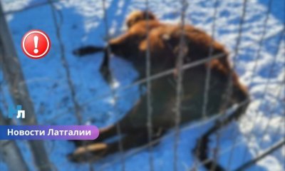 Серьёзные нарушения: из хозяйства в Латгалии изъято почти 100 животных.