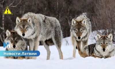 В Латвии стая волков растерзала охотничью собаку.
