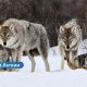 В Латвии стая волков растерзала охотничью собаку.