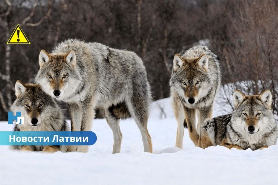 В Латвии стая волков растерзала охотничью собаку.