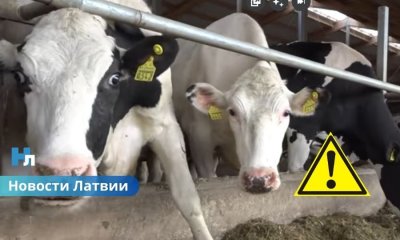 ВИДЕО ⟩ "Zemturi" отзывает свежее молоко из магазинов: причиной стала обнаруженная у коровы Q-лихорадка.