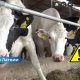 ВИДЕО ⟩ "Zemturi" отзывает свежее молоко из магазинов: причиной стала обнаруженная у коровы Q-лихорадка.