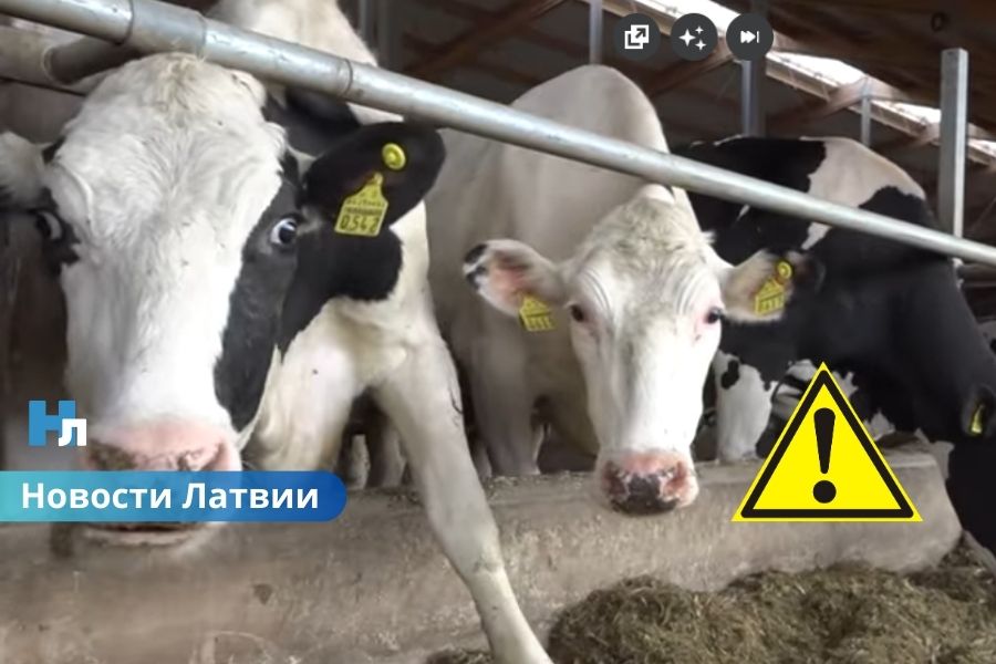 ВИДЕО ⟩ "Zemturi" отзывает свежее молоко из магазинов: причиной стала обнаруженная у коровы Q-лихорадка.