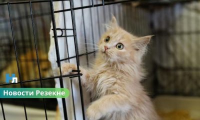В приюте для животных в Резекне десятки кошек и собак ждут новых хозяев.