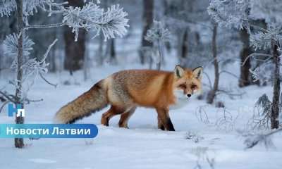 Погода в Латвии на новой неделе: возможны заморозки и осадки.
