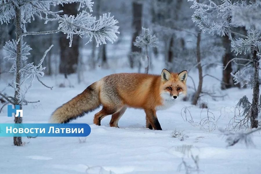 Погода в Латвии на новой неделе: возможны заморозки и осадки.