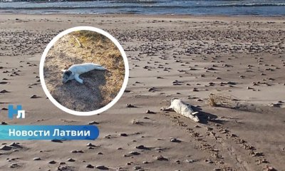 Полицейские помогли заблудившемуся тюленёнку вернуться к морю.