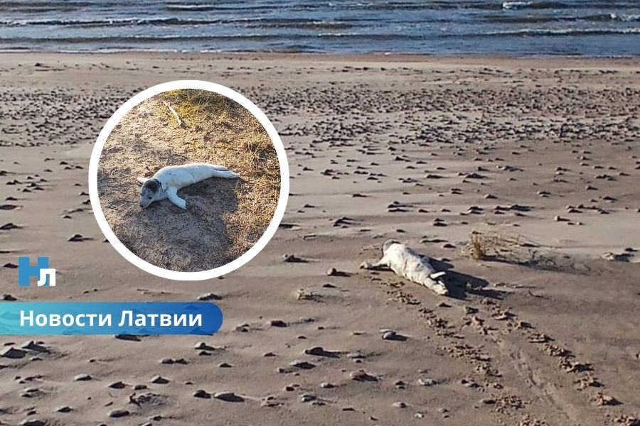 Полицейские помогли заблудившемуся тюленёнку вернуться к морю.