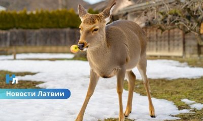 Спорная охота: в Добельском крае застрелили оленя, которого подкармливали жители.