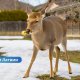 Спорная охота: в Добельском крае застрелили оленя, которого подкармливали жители.