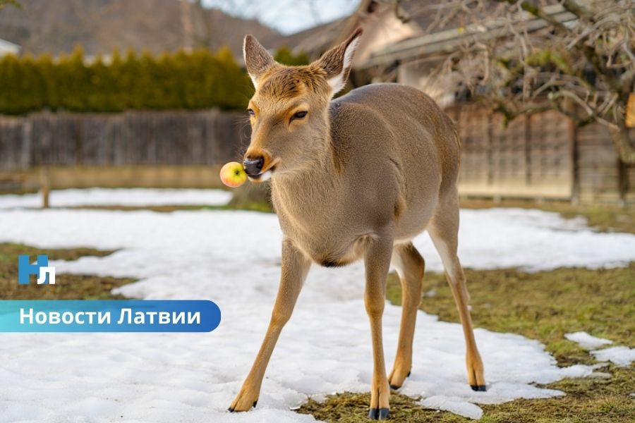 Спорная охота: в Добельском крае застрелили оленя, которого подкармливали жители.
