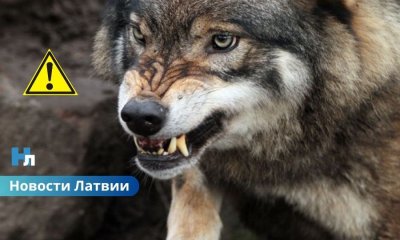 🐺 Атака волков под Лимбажи: за ночь уничтожено стадо овец.