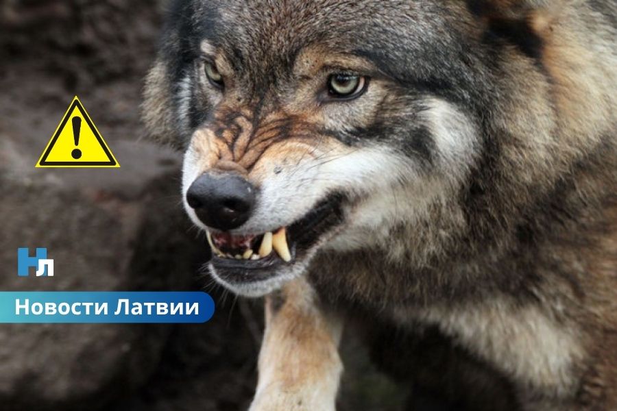 🐺 Атака волков под Лимбажи: за ночь уничтожено стадо овец.