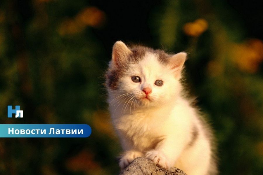 🌡️ В Латвии зафиксирован температурный рекорд для 9 марта.