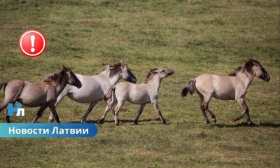 В национальном парке Кемери обнаружены десятки мёртвых животных: инспекторы дали объяснение/