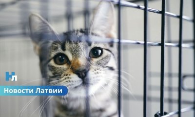🐾 Более 300 животных ждут помощи: приют Ulubele призывает людей не оставаться равнодушными.