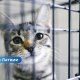 🐾 Более 300 животных ждут помощи: приют Ulubele призывает людей не оставаться равнодушными.