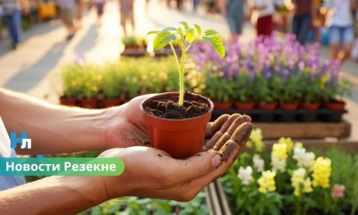 Весенняя ярмарка «Rasādu opluots» в Резекне: саженцы, деликатесы и развлечения для всей семьи.