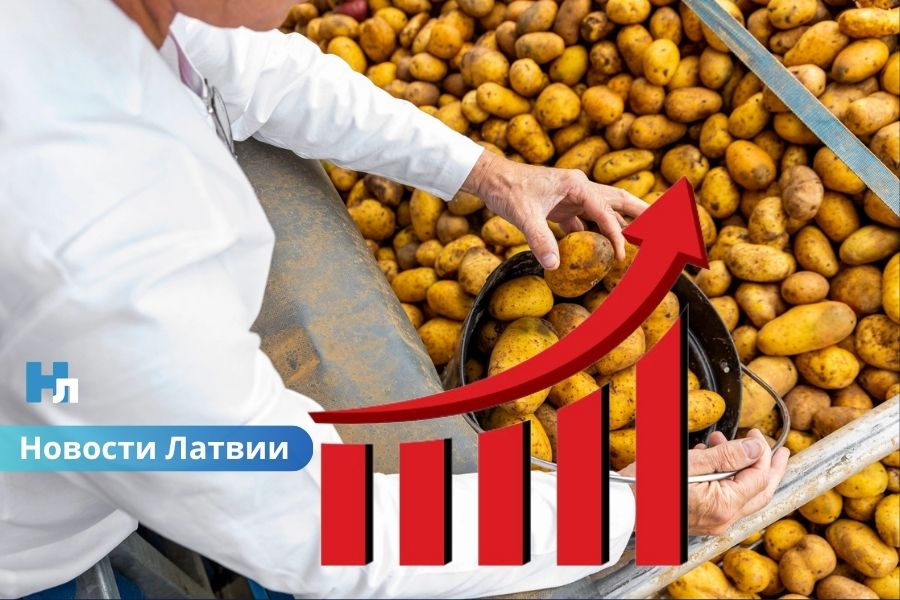 Дешевого картофеля больше не будет: фермеры Латвии предупреждают о росте цен и сложном сезоне.