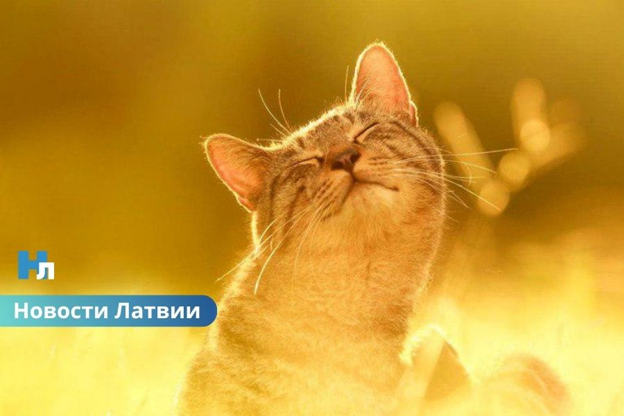 На следующей неделе потеплеет до +15 градусов и выше.