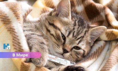 Отпуск по уходу за питомцем: в какой европейской стране вступил в силу новый закон.