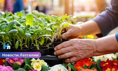 Весна зовёт: в Малте пройдёт ярмарка с рассадой, фруктами и саженцами — открыт набор участников.