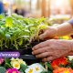 Весна зовёт: в Малте пройдёт ярмарка с рассадой, фруктами и саженцами — открыт набор участников.
